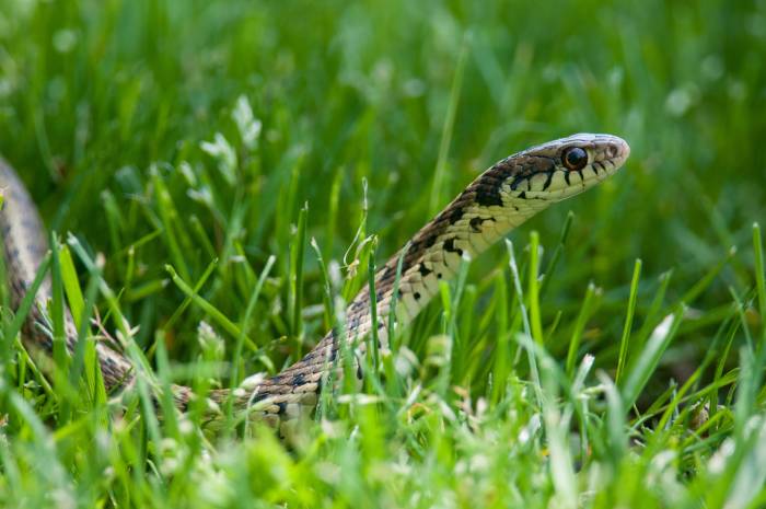 snake-in-grass